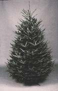 Fraser Fir Christmas tree