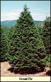 Grand Fir Christmas tree