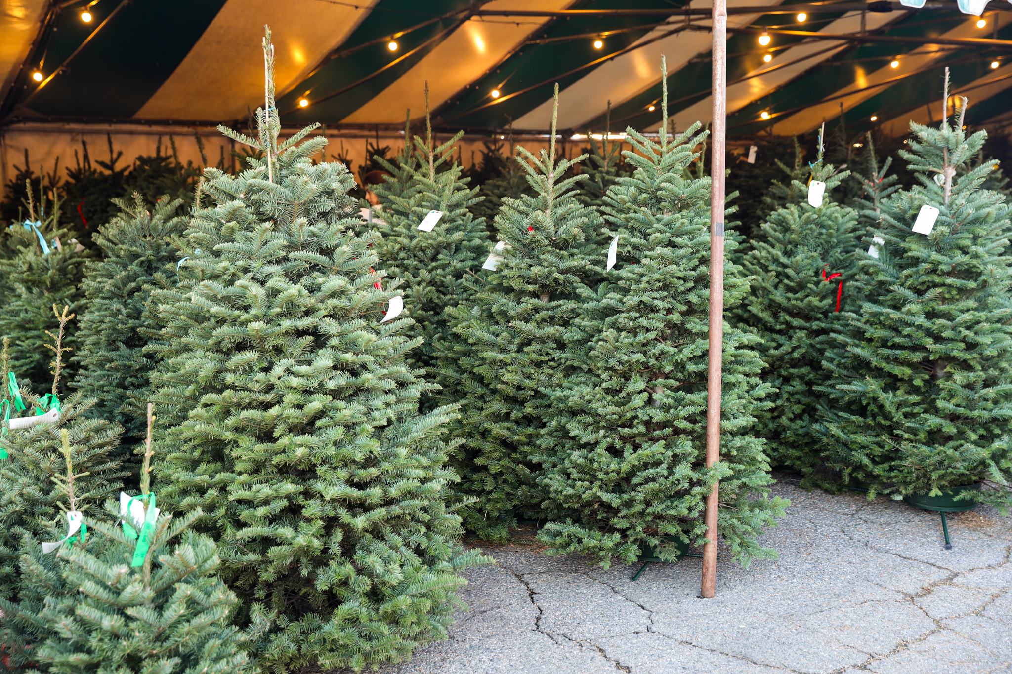 Fresh Christmas trees beneath warm string lights and the striped canopy at Tina’s Trees