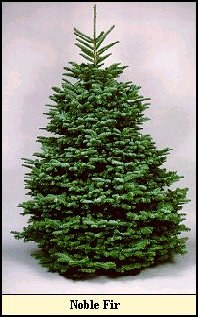 Noble Fir Christmas tree