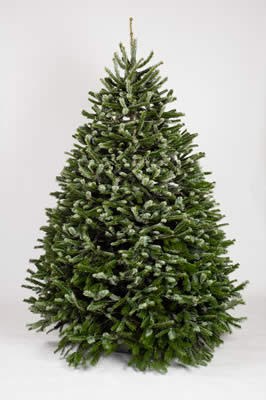Nordmann Fir Christmas tree