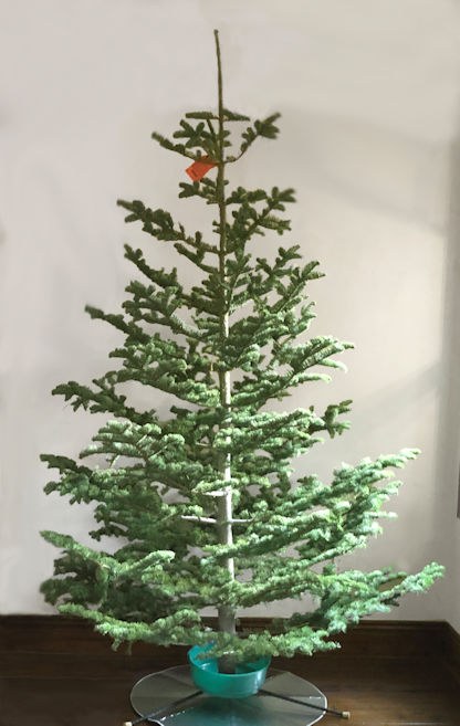 Silvertip Christmas tree